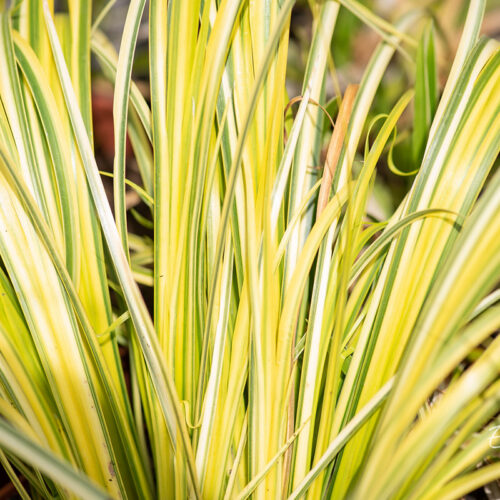 Ahtalehine kalmus 'ogon'