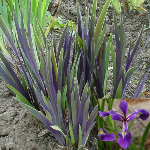 Iris versicolor 'Dark Aura'