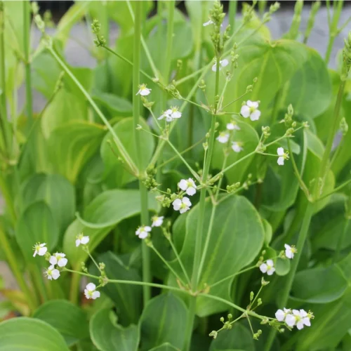 American Water Plantain