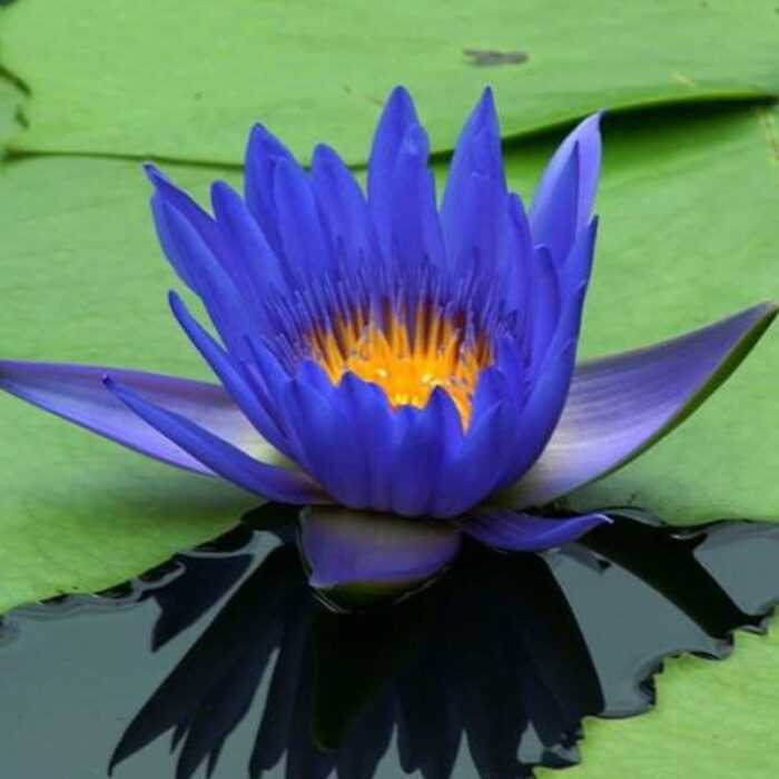 Water Lily 'King of the blues'