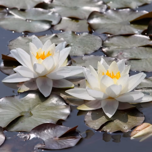 Vesiroos 'Gladstoniana'