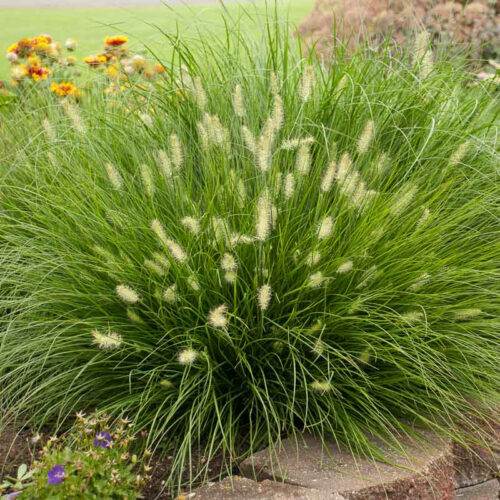 Chinese fountain grass 'Little Bunny'